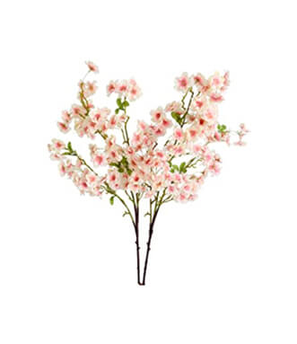 Peruvian Lily
