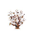 blue adenium plant