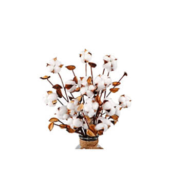 Multi Petals Grafted Adenium